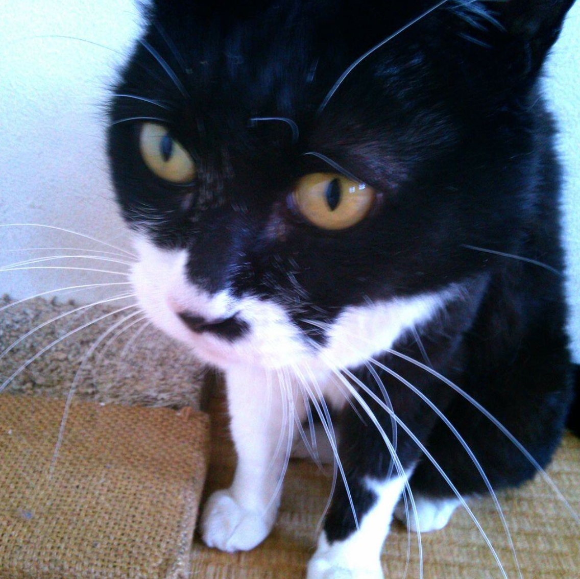 スクリーンショット 2015-04-17 7.44.07