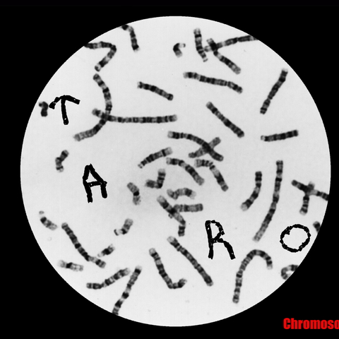 chromesomeoftaro2