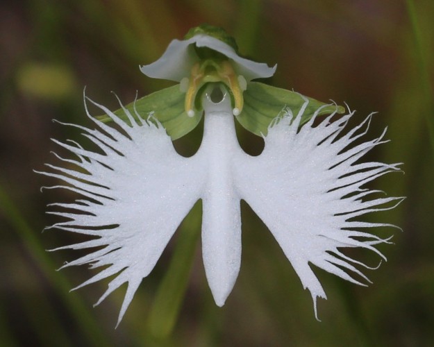Habenaria_radiata_flower